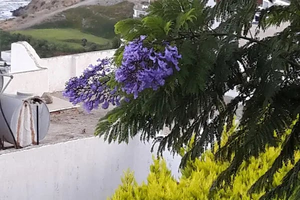 Akasya Mahallesi Havuzu - Resim 4