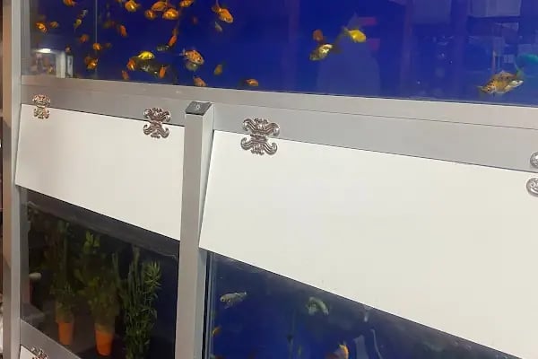 Nuhun Gemisi Petshop - Resim 3