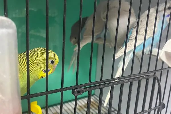 Nuhun Gemisi Petshop - Resim 5