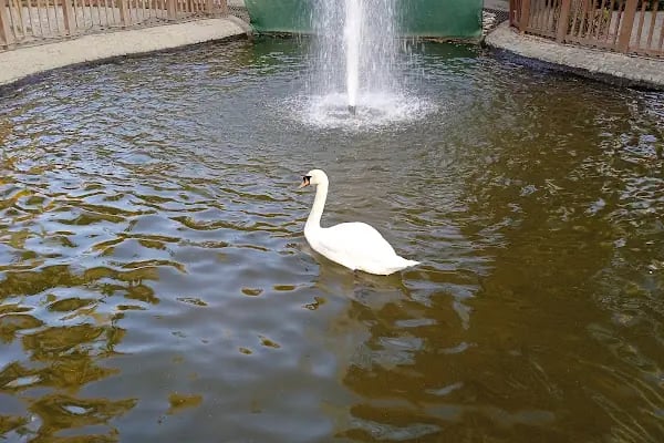 Kuğulu Park - Resim 14