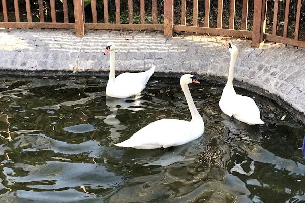 Kuğulu Park - Resim 9