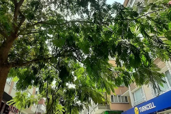Küçükçekmece Ptt Merkez Müdürlüğü - Resim 2