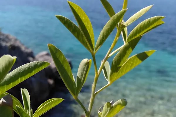 Blue Heaven Bodrum - Resim 17