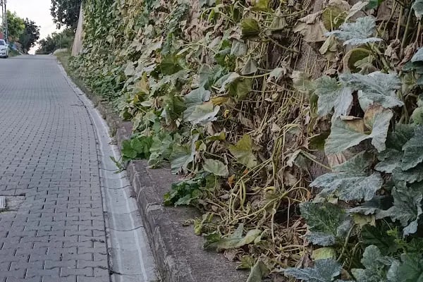 Sarıtaş Yeni toki - Resim 10