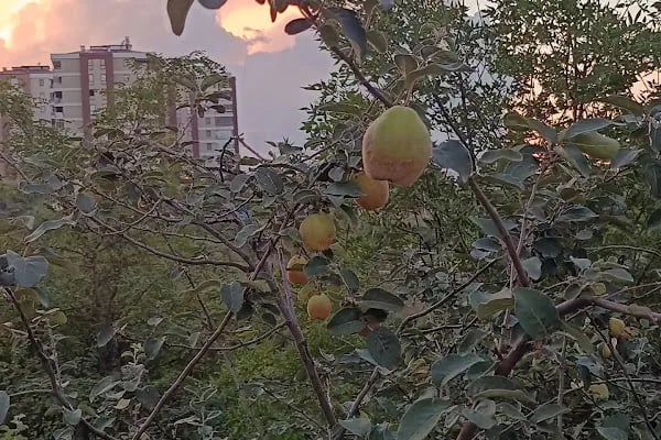 Sarıtaş Yeni toki - Resim 5