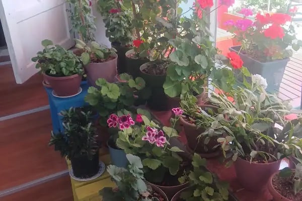 Renkliköy Gözleme Elmadağ - Resim 18
