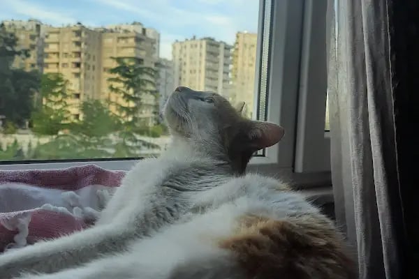 Çiçek Kent - Resim 18