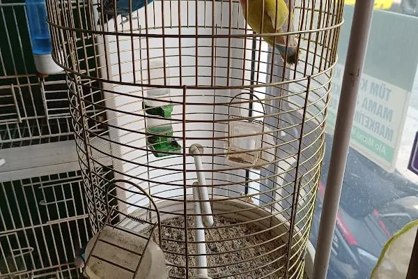 Gaziantep petshop minnak - Resim 6