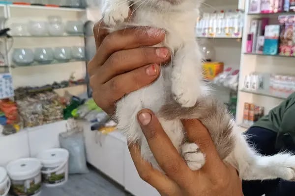 Gaziantep petshop minnak - Resim 15