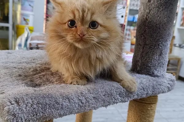 Gaziantep petshop minnak - Resim 8