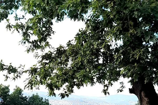 Ay-park Evleri - Resim 8