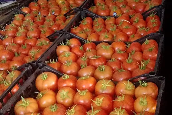 Antalya Büyük Şehir Belediyesi Toptancı Hal Müdürlüğü - Resim 1