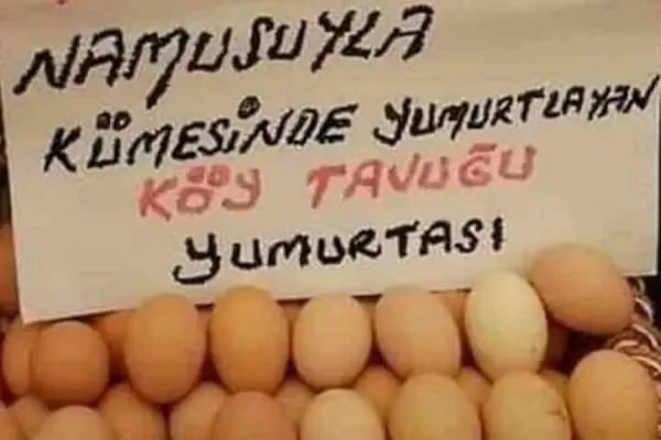 Aygünler yumurta - Resim 9