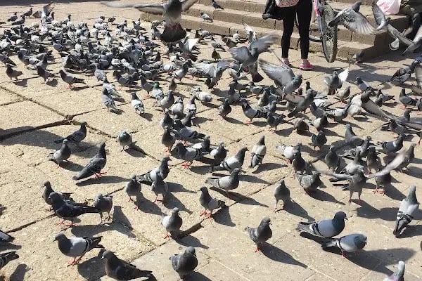 Kızılay Kan Alma Birimi - Resim 10