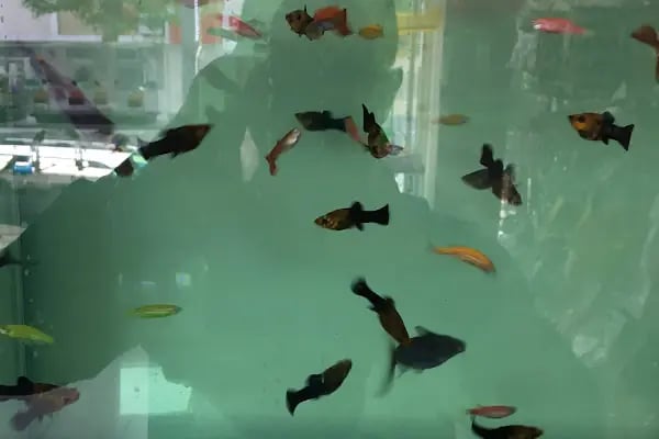 Kubi petshop - Resim 3