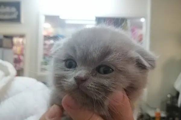 Kubi petshop - Resim 9