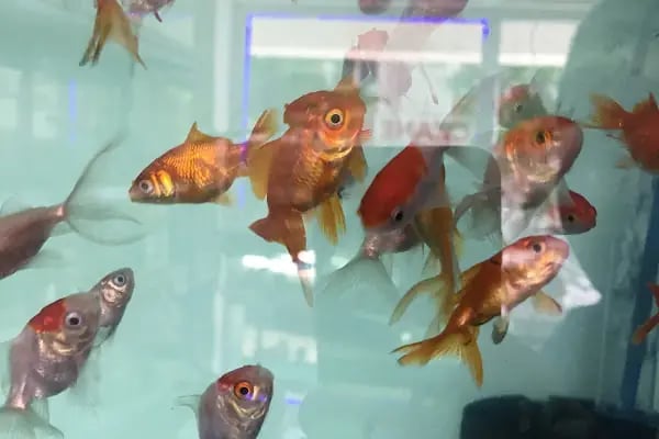 Kubi petshop - Resim 7