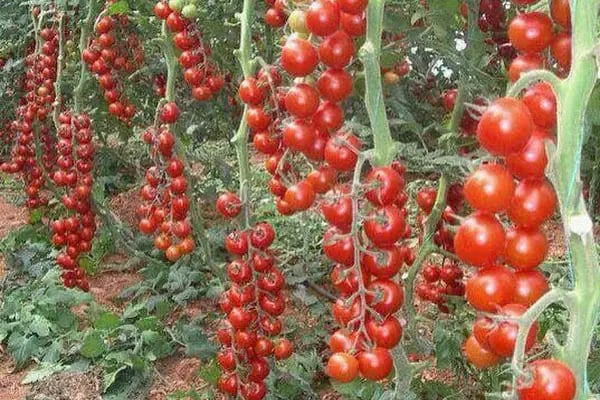 Kordon Sebze Meyve ve Tarım Ürünleri - Resim 18