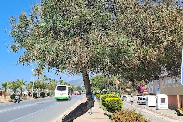 Alanya Milli Egemenlik Stadı - Resim 16