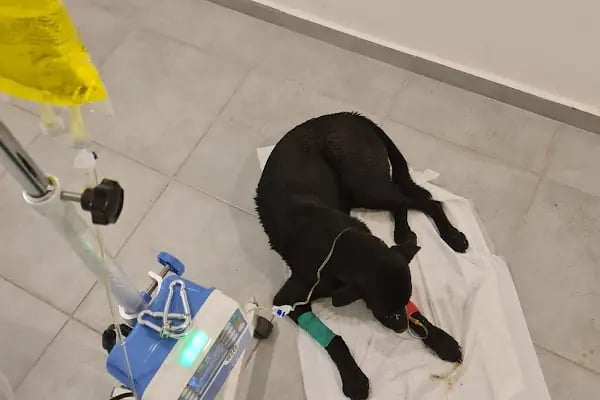 Fur + ever Veteriner Acil 7/24 Bodrum(Turgutreis)Köpek Kedi Evcil Hayvan Doktoru - Resim 5