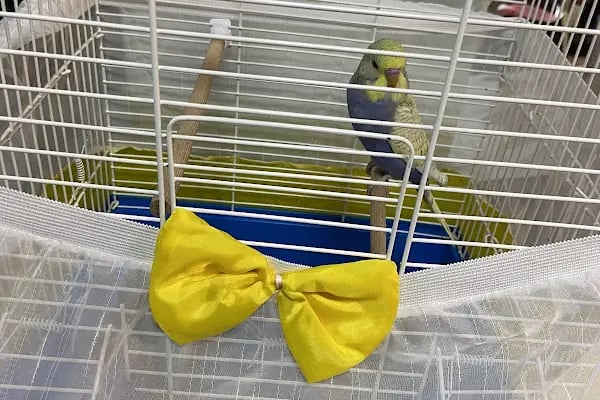 LAYKA PETSHOP - Resim 4