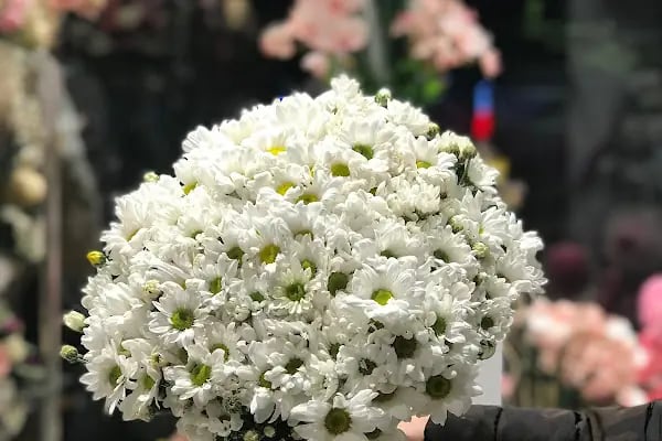 AWCI FLOWERS - Resim 7