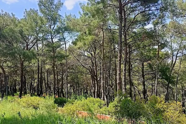 Konak Belediyesi Aydın Erten Rekreasyon Alanı - Resim 14