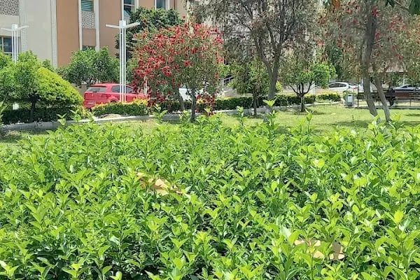 Aksu Belediye - Resim 6