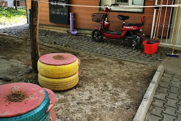Bornova Belediyesi Kedi Kliniği - Resim 3