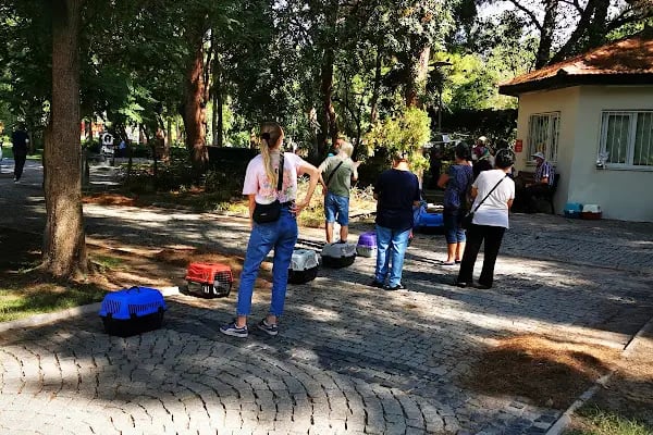 Bornova Belediyesi Kedi Kliniği - Resim 4