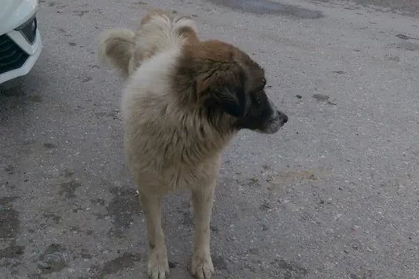 Şehit J. Er Ramazan Çakar Parkı - Resim 2