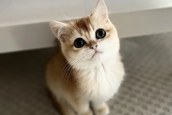 Ataşehir CatFather Veteriner Kliniği - Resim 19