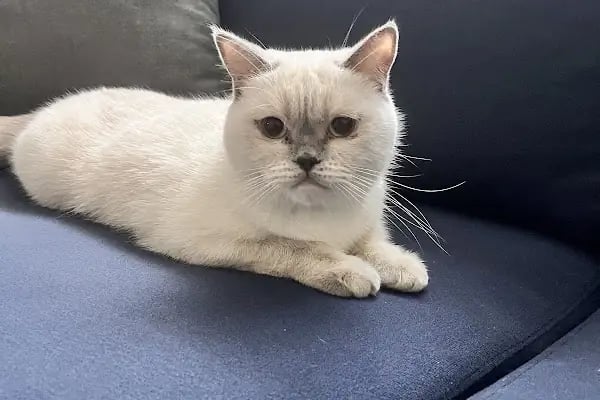 Ataşehir CatFather Veteriner Kliniği - Resim 4
