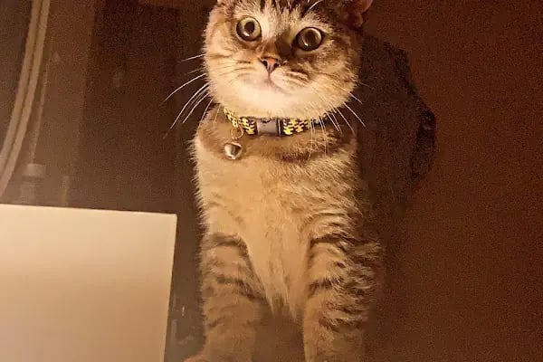 Ataşehir CatFather Veteriner Kliniği - Resim 11