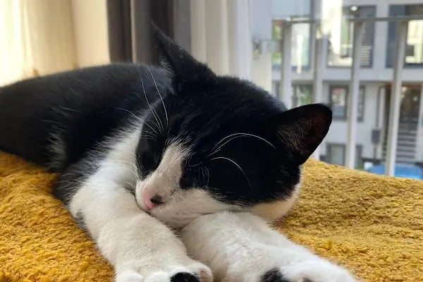 Ataşehir CatFather Veteriner Kliniği - Resim 10