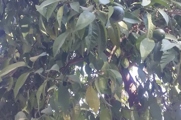 Antalya Arçelik Deposu - Resim 8
