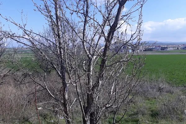 Ayvaşık KümeEvler - Resim 18