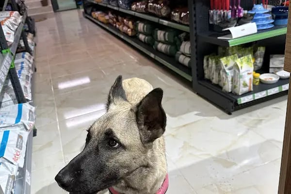 BestPet Shop - Resim 2