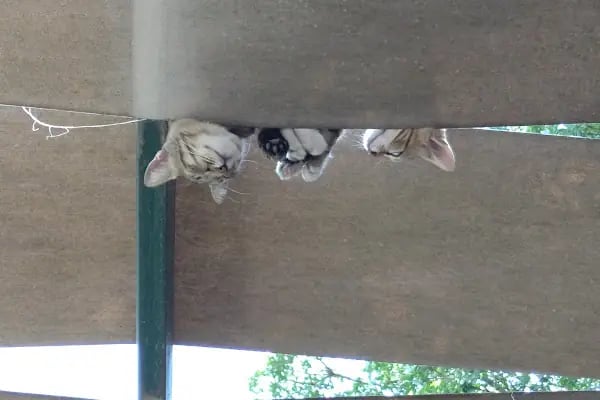 Odtü Açık Tenis Kortları - Resim 18