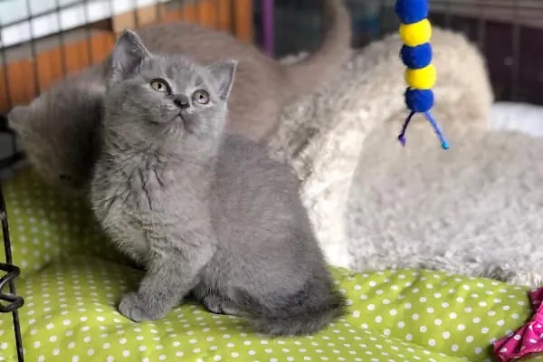 Pet Store - Resim 8