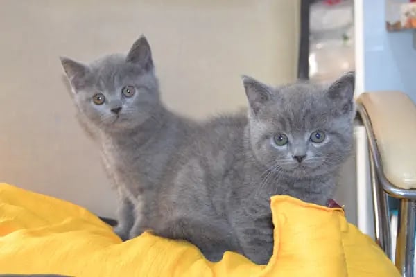 Pet Store - Resim 2