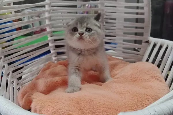 Pet Store - Resim 12