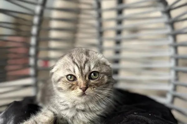 Pet Store - Resim 3
