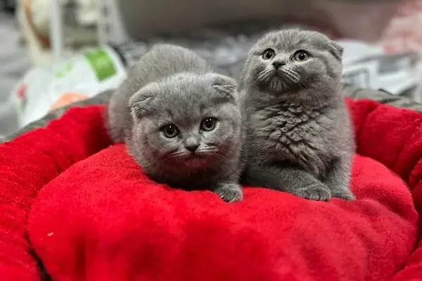 Pet Store - Resim 7