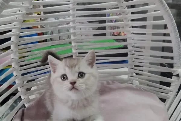 Pet Store - Resim 18
