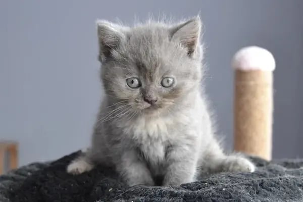 Pet Store - Resim 4