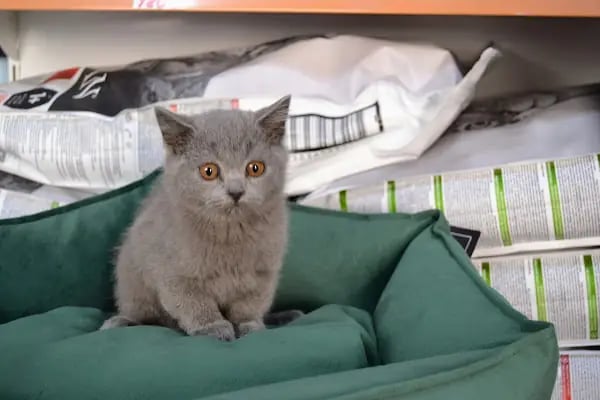 Pet Store - Resim 11