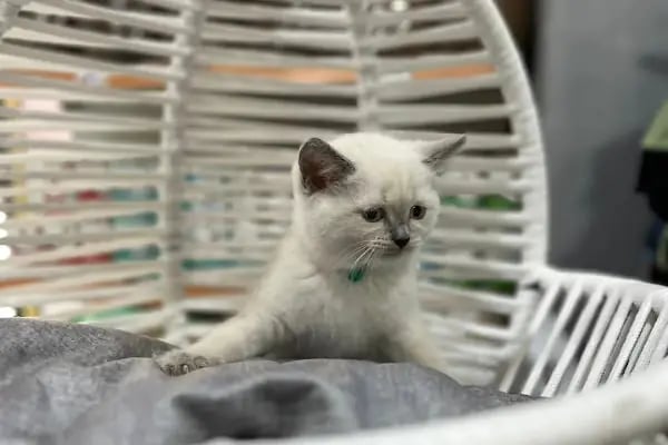 Pet Store - Resim 9