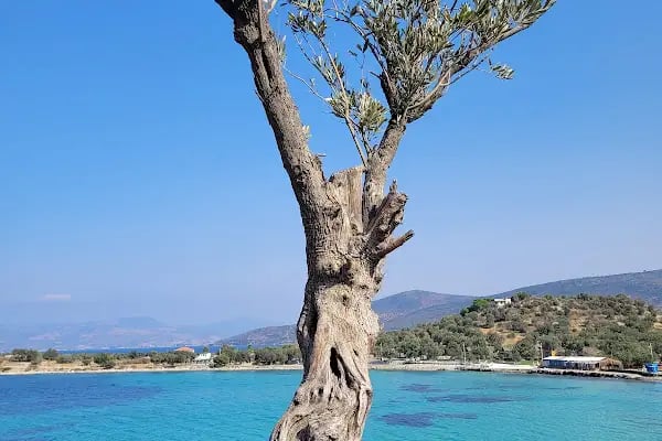 Zeytin Gölgesi - Resim 15