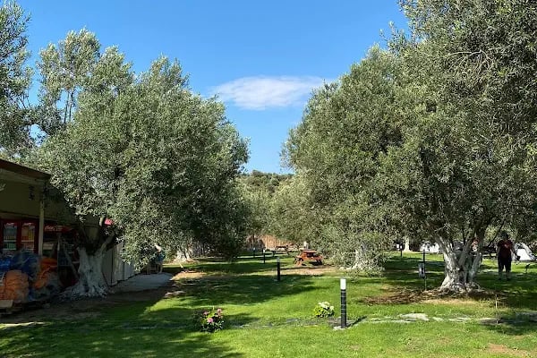 Zeytin Gölgesi - Resim 5